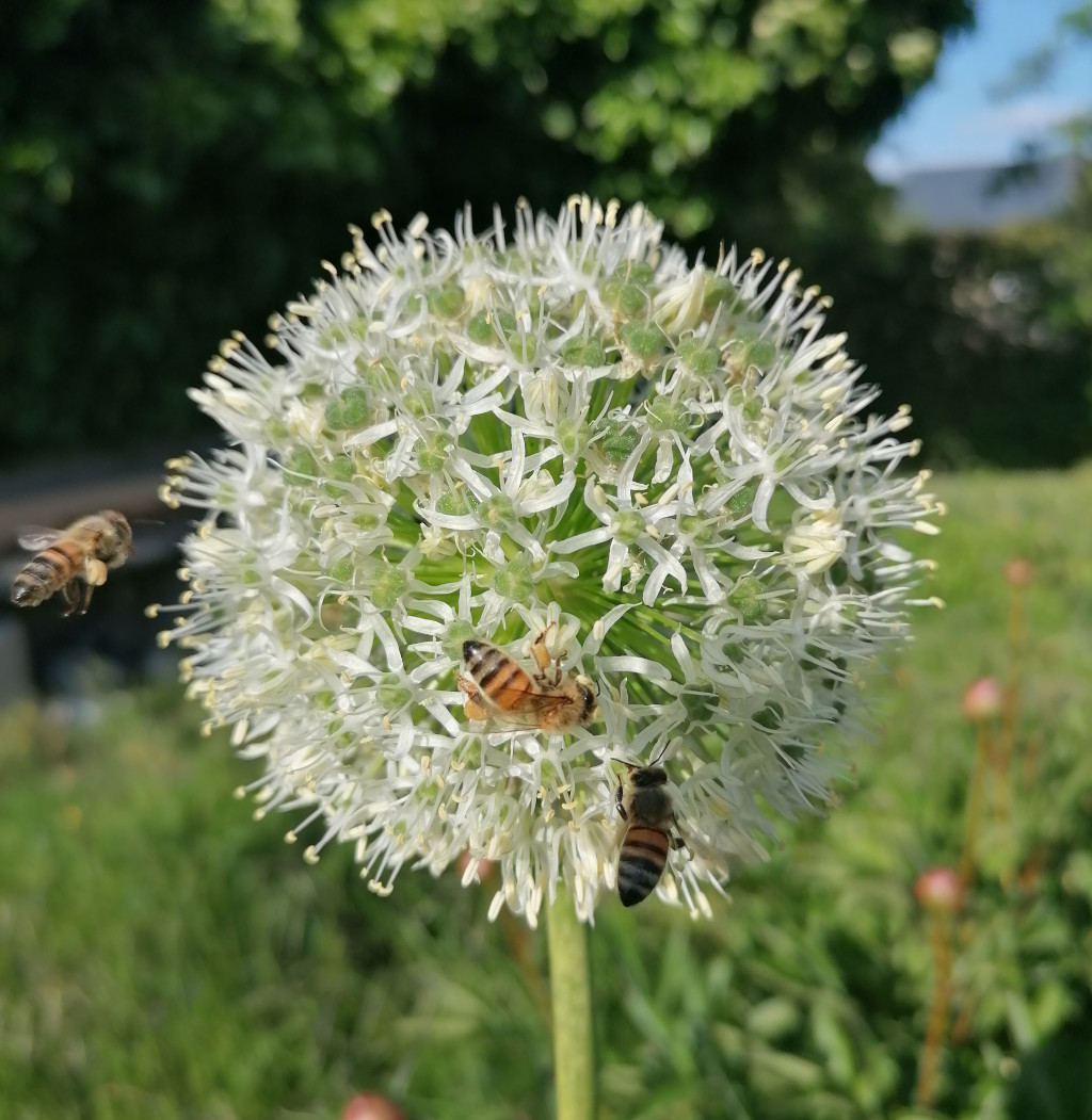 Bienen an einer Knobauchblüte